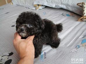 南宁网红泰迪熊,治愈系萌宠的甜蜜魅力
