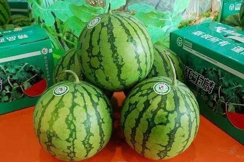 菏泽2.14漫展吃瓜,一场吃瓜群众的狂欢盛宴