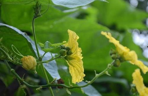 吃补药能吃水瓜吗,水瓜能同食吗？营养师解答疑问